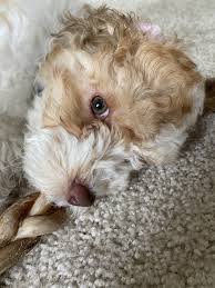 It is a cross between a english bulldog and pug. Cockapoo Puppies For Sale Fairfax Va 328772 Petzlover