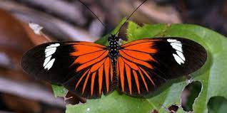 Mariposas Dan Pistas Sobre El Origen De La Diversidad Ciencia El Tiempo Mariposas Especies De Mariposas Mariposas Exoticas