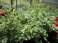 Image result for foto moud Forsterův