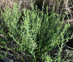 Image result for Tragia adenanthera