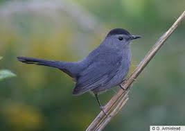 Gray Birds That Look Like Cardinals Gray Catbird Multimedia Birds Of North America Online Pet Birds Catbird Birds
