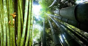 Image result for Tessmannia