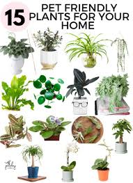 Make sure to keep all plants out of paws' reach. 15 Pet Friendly Houseplants Safe For Cats And Dogs Paisley Sparrow Indoor Plants Pet Friendly Safe House Plants Indoor Flowering Plants