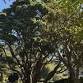 Heritage Trees in the Wellington Botanic Garden event image