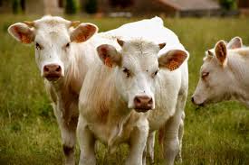 Sex video dikhayen Watch Kamwali Bai Ke Sat Romance video