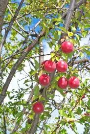 See more ideas about fruit trees, pruning fruit trees, prune. Cherry Plum Plum Tree Fruit Bearing Trees Plum