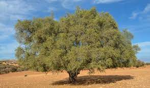 safia argan oil safia pure sourcing from the best organic and healthy argan trees in sth morocco argan oil natural argan tree argan oil