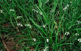 Image result for Wahlenbergia wittei