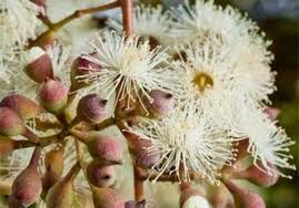 Image result for Eucalyptus citriodora