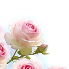 Fotobehang Roze Roos Over Blauwe Witte Achtergrond Pixers We Leven Om Te Veranderen Roze Roos Bloem Behang Witte Achtergrond
