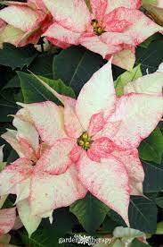 Get To Know Your Poinsettias History Growing And Styling Garden Therapy Flowers Poinsettia Plant Poinsettia
