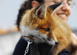 10 Worst Animals To Keep As Pets Pet Fox Fox Species Domestic Fox