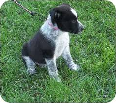 Check spelling or type a new query. Paris Il Blue Heeler Meet Victoria A Pet For Adoption