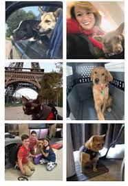 It was first identified in december 2019 in wuhan,. Pet Travel Domestic International Dog And Cat Transport