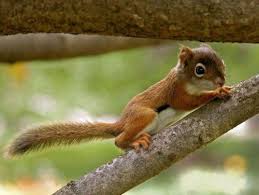 Image result for cute baby animals