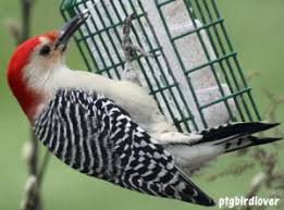 Good, hearty recipes aren't just for us; Bird Suet Recipes Suet Cakes Bird Suet Feeders