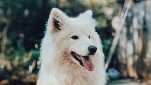 The majority of our clients live in hamilton county, oh or clermont, oh. Grace Veterinary Clinic