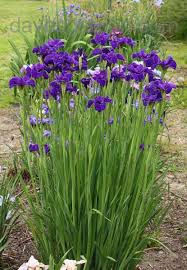 Pin On Perennial Garden