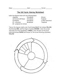 The Cell Cycle Coloring Worksheet Cell Cycle Color Worksheets Cell Division