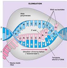 Translates dna or mrna to the other and a protein strand (amino acids). Chapter 8 From Dna To Protein R E C H S Biology In 2021 Dna Polymerase Dna Dna Transcription