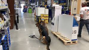 Hours may change under current circumstances Board Train Programs Denver Dog Trainer Complete Canine Training