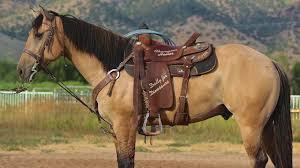 Buckskin is a horse coat color where the horses body is yellowish (from dark dirty yellow, to gold, to pale cream) and the points (mane, tail, legs) are black. Buckskin Heel Horse 5 Year Old Aqha Gelding 15 1 Hands Tall Youtube