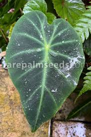 Image result for Remusatia