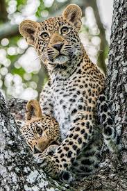 My 2018 Tumblr Top 10 Animals Wild Animals Wild Cats