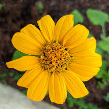 Image result for Tithonia rotundifolia