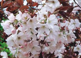 Image result for Prunus