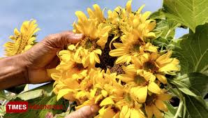 Kamu bisa menemukan penjual bunga matahari besar dari seluruh indonesia yang terdekat dari lokasi & wilayah kamu sekarang. Unik Bunga Matahari Milik Warga Cirebon Mekar Dengan Belasan Bunga Kecil Times Indonesia