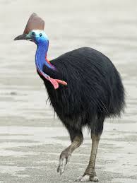 Bird With Big Colorful Beak Tdf Blog Sharing Everything Flightless Bird Cassowary Bird Cassowary
