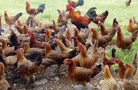 Harnessing Native Chickens For Livelihood Agriculture Monthly