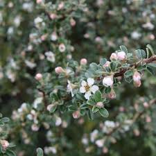 Image result for Cotoneaster microphyllus