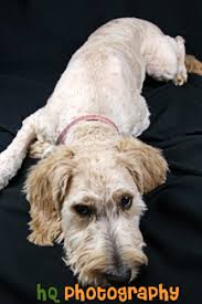 Maybe you would like to learn more about one of these? Shaved Goldendoodle Photo