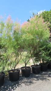 Image result for tamarix ramosissima pink cascade