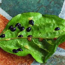 Image result for scale on plant