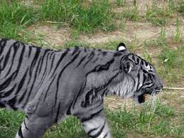 Pin On Amazing Animals