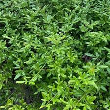Image result for Jasminum nudiflorum