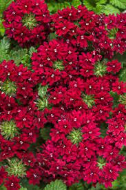 I love visiting all the greenhouses first thing as they open up early in april. 20 Best Full Sun Annuals Garden Design