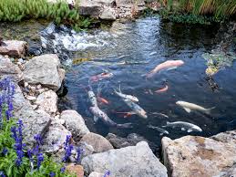 We not only know how to build koi ponds that fulfill the aesthetic you are looking for, but also create a sustainable environment for the koi! 24 Stunning Koi Pond Design Ideas