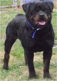 Want to reserve a rottweiler puppy from an upcoming litter, join our waiting list. Rottweiler Puppies For Sale In Texas Rottweiler Puppies For Sale Rottweiler Puppies German Rottweiler Puppies