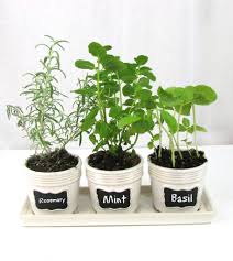 kitchen windowsill herb garden frugal