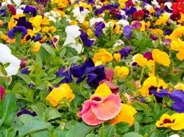 How to direct sow perennial flower seeds. Pansy Plants Information On Growing Pansies