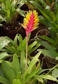 Le Vriesia Plantes Tropicales Fleurs Epiphyte