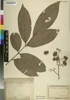 Image result for Aporrhiza paniculata