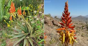 Image result for Aloe lutescens