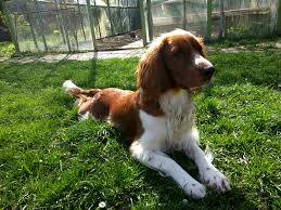 Image result for velššpringršpaněl