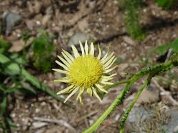 Image result for Berkheya
