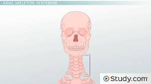 How many bones are in the coccyx? Axial Skeleton Functions And Anatomy Video Lesson Transcript Study Com